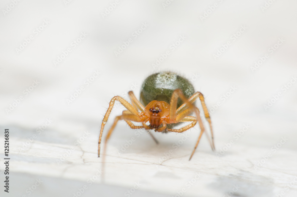 Cupboard spider, False widow spider. the interesting and exotic of