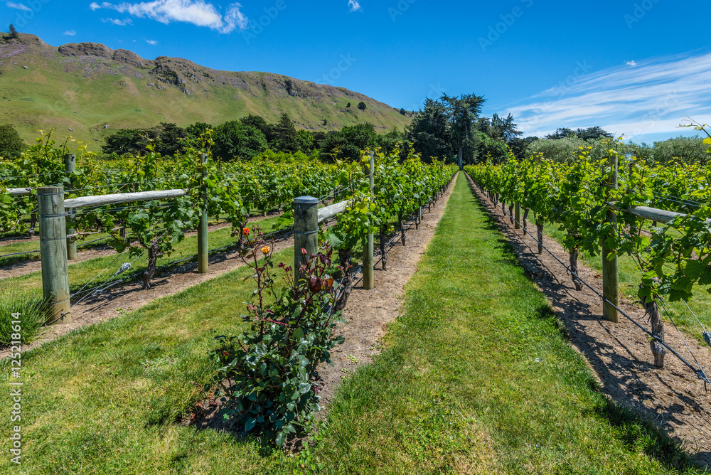 Beautiful vineyard with roses in New Zealand