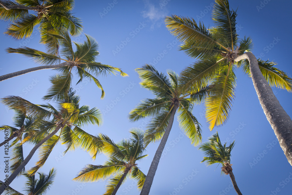 Palm trees over blue sky in Punta Cana, Dominican Republic