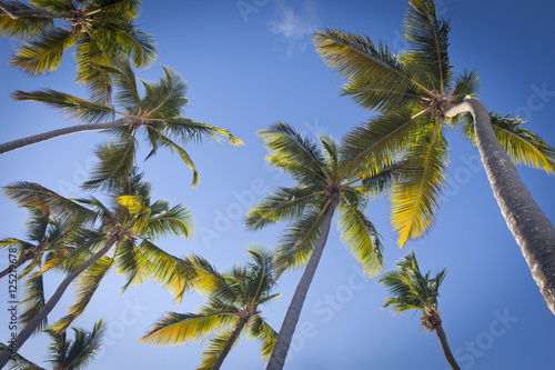 Palm trees over blue sky in Punta Cana  Dominican Republic