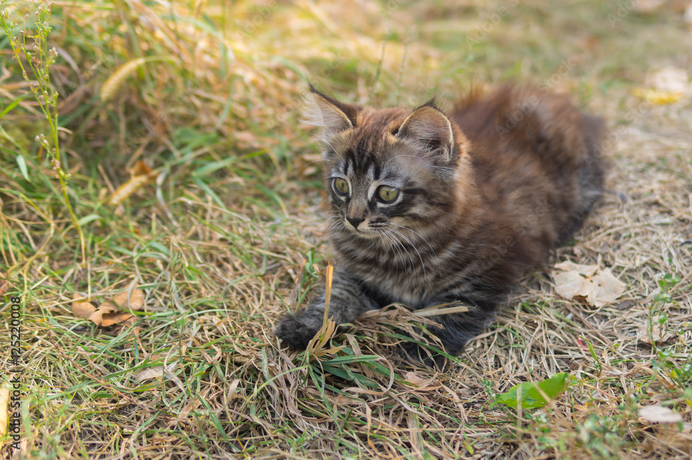 Tabby kitten looking with interest while playing outdoor Tabby kitten looking with interest while playing outdoor