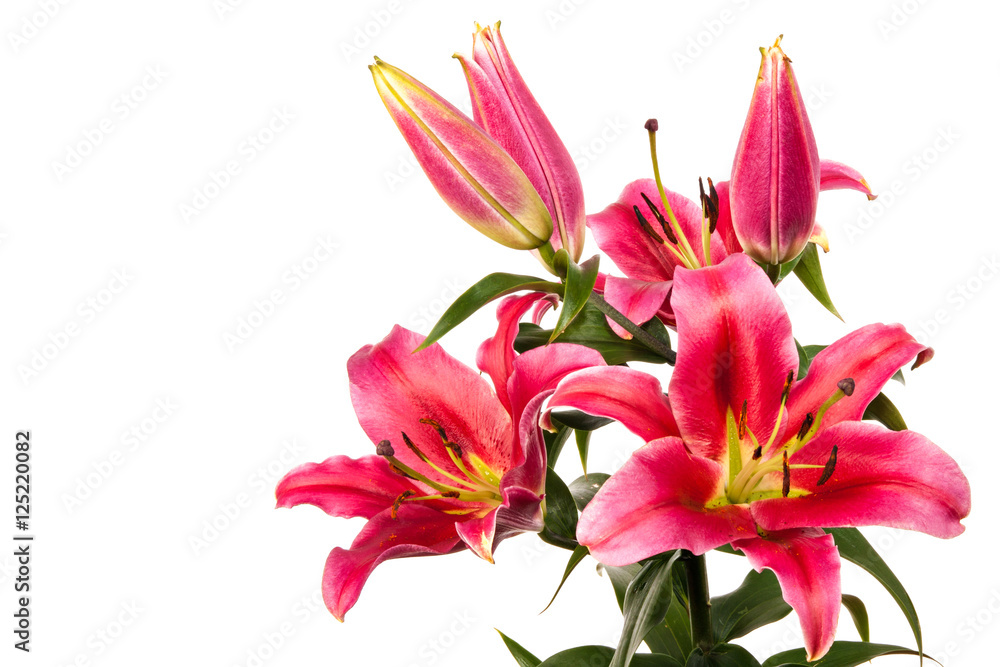 Lily flowers isolated on white