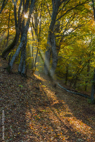 First sunbeam in morning beech forest in Crimean peninsula