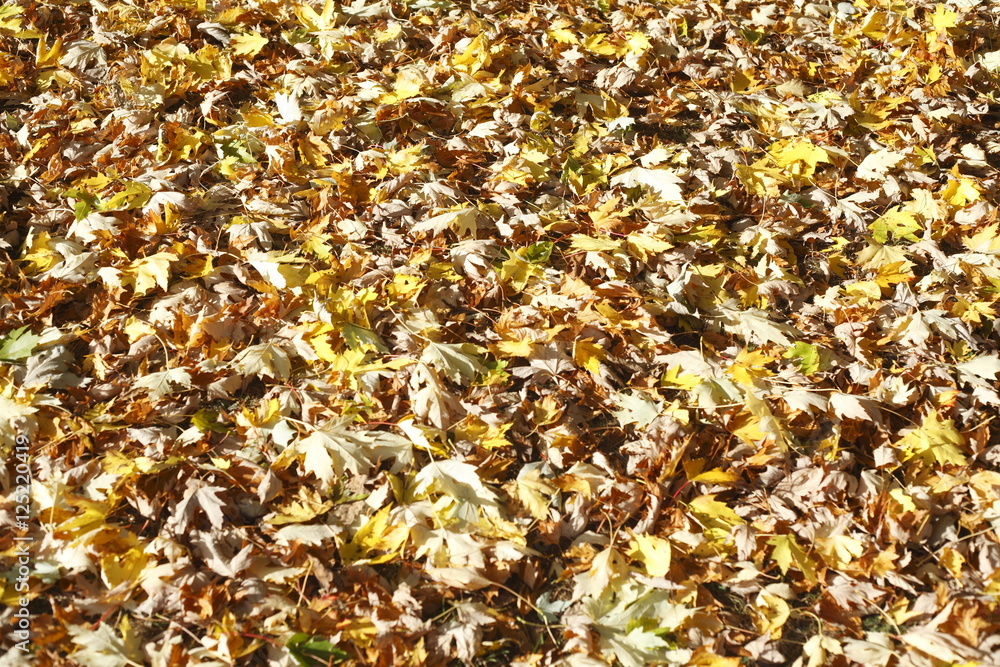 Ahornblätter, Gelb verfärbtes Herbstlaub Ahornblätter, Gelb verfärbtes Herbstlaub