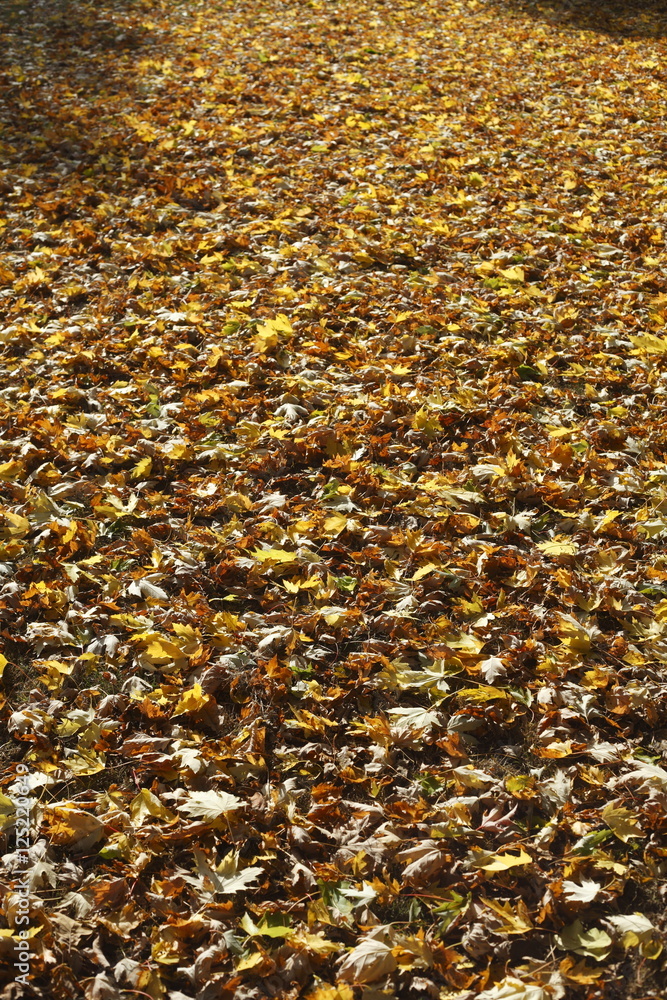 Ahornblätter, Gelb verfärbtes Herbstlaub Ahornblätter, Gelb verfärbtes Herbstlaub