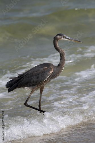 Great Blue Heron Pensacola Florida USA-October 2016-Heron searching for food on a beach along the Gulf Coast