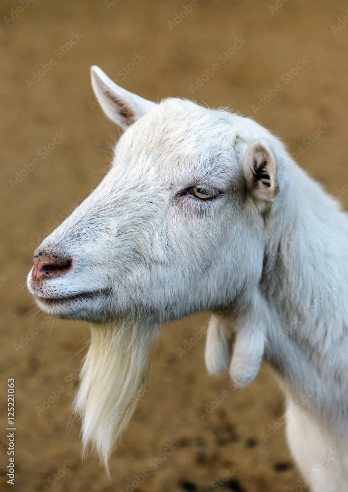 Goat portrait