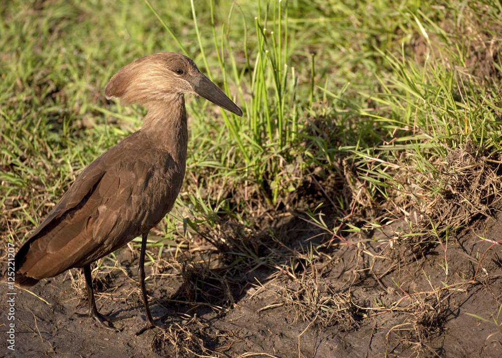 Hamerkop heron facing right walking through muddy terrain in search of food Hamerkop heron facing right walking through muddy terrain in search of food