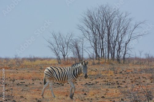 Bergzebra  Equus zebra  im Etosha Nationalpark