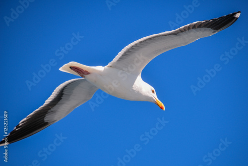 Seagull flying overhead