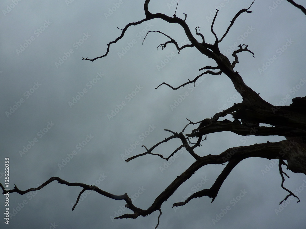 Fototapeta premium dead tree branches against rainy sky
