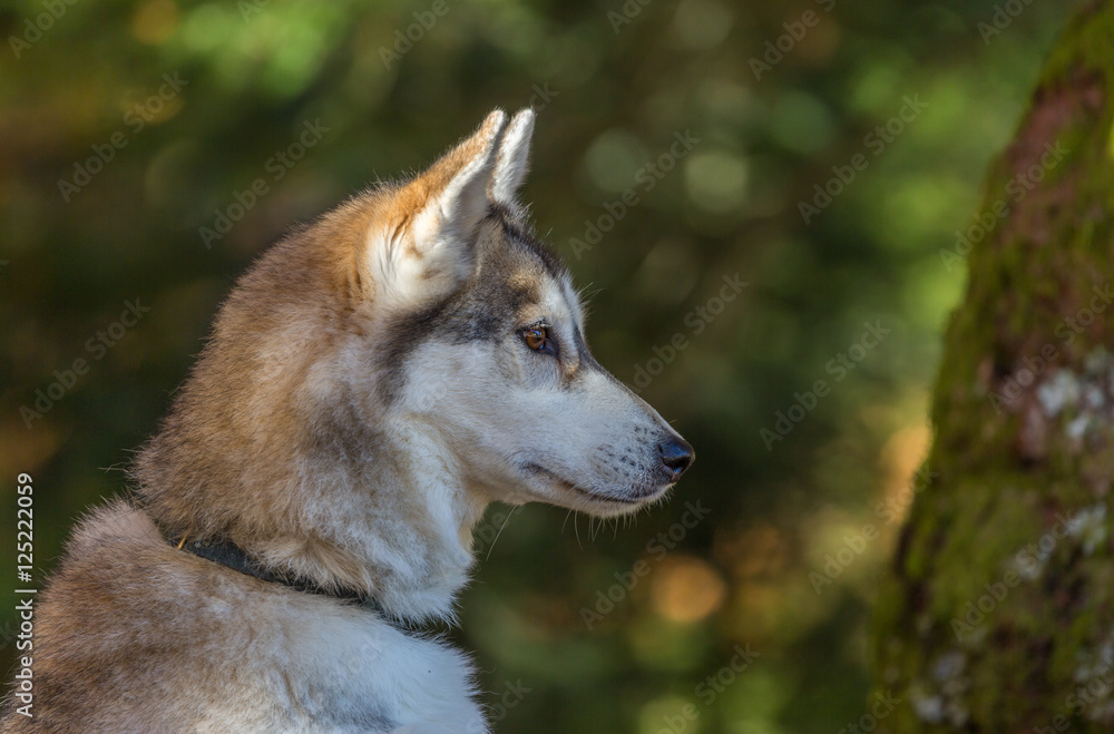 Portrait de chien de traîneau