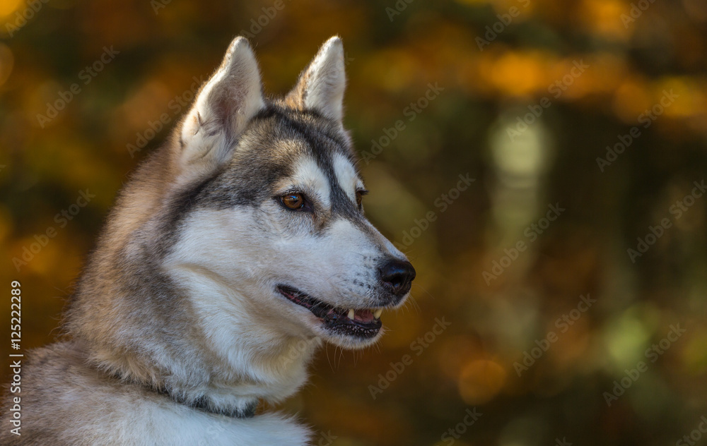 Portrait de chien de traîneau