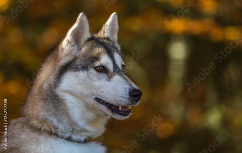 Portrait de chien de tra  neau