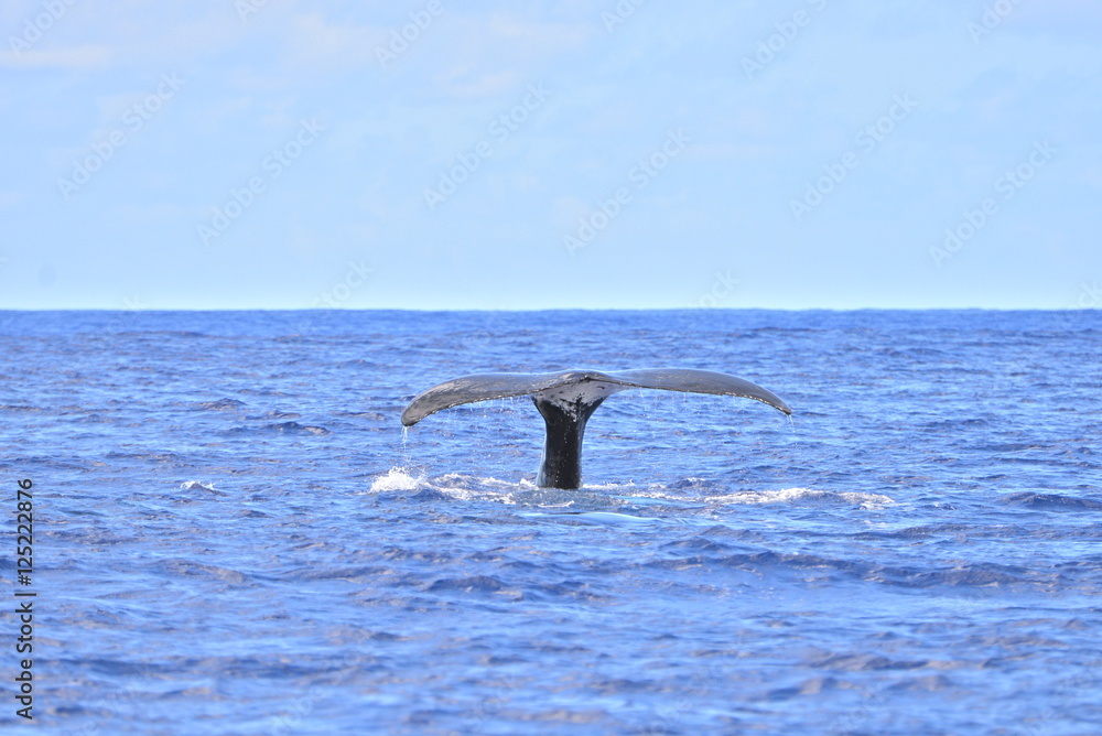 Fototapeta premium Humpback whale, tail