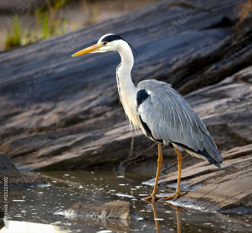 Close up image of an African grey heron standing at the water's edge