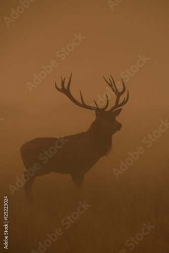 Red Deer, Deer, Cervus elaphus - Rut time.