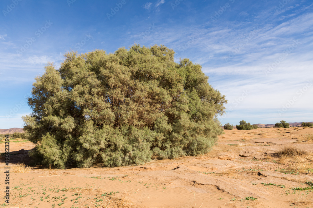 green shrub in the Sahara