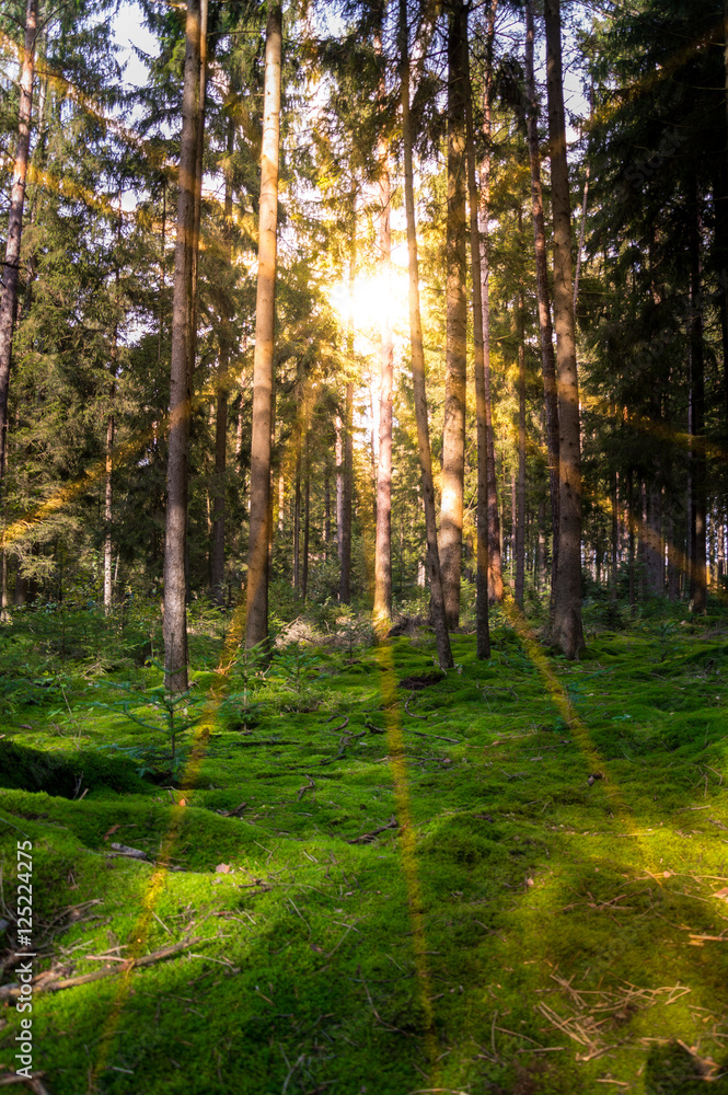 Obraz premium Forest