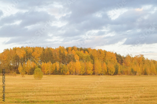 Beautiful rural nature. Golden wheat field forest © julietta24