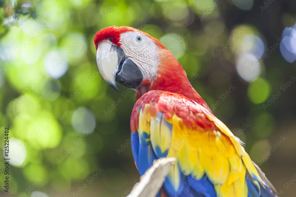 Fototapeta premium Colorful red-yellow-blue parrot of Bali Birds Park, Indonesia
