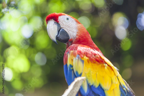 Colorful red-yellow-blue parrot of Bali Birds Park, Indonesia