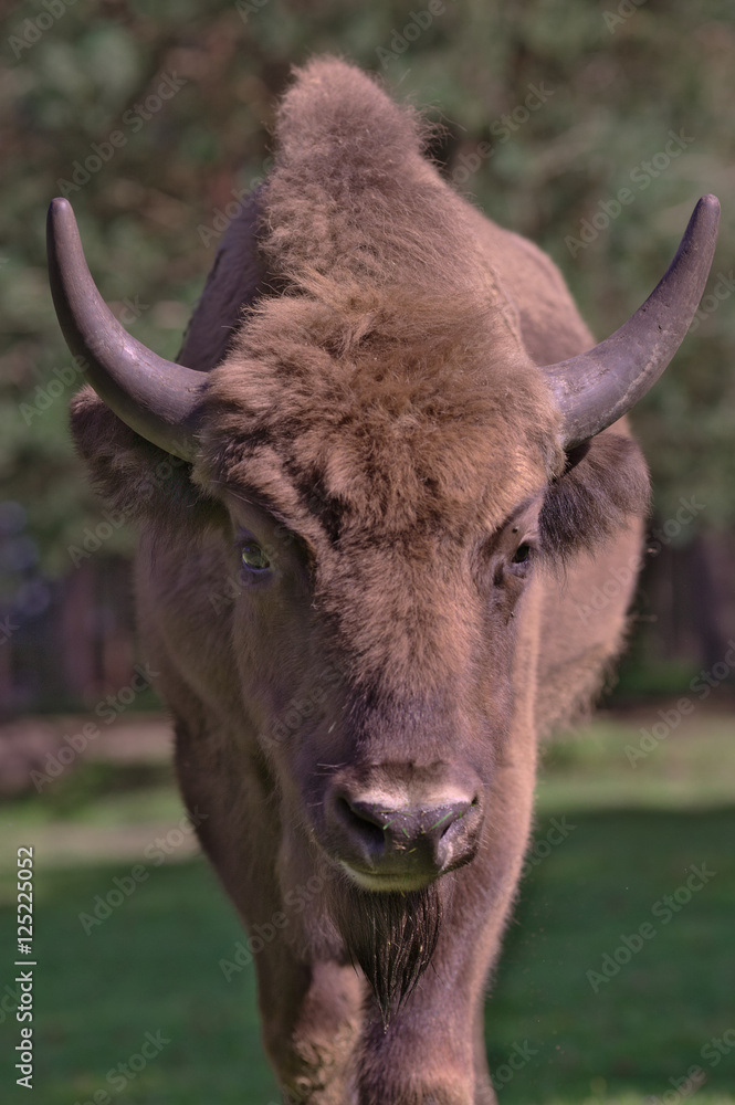 Bison bonasus Poland Bison bonasus Poland