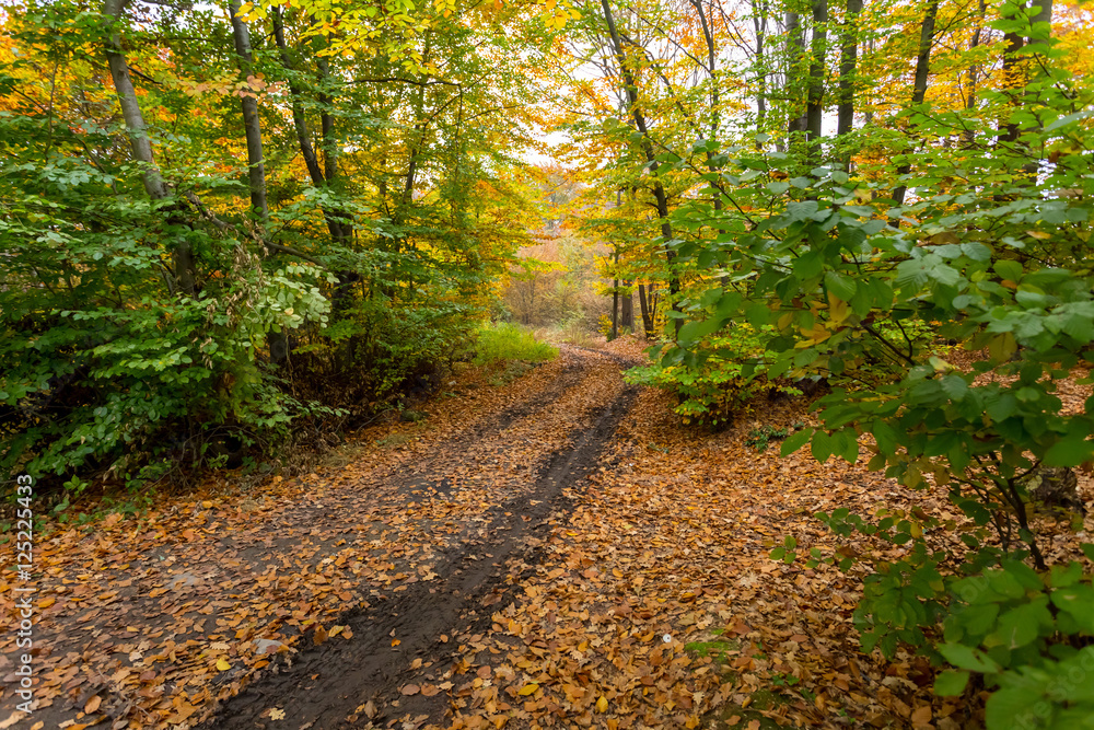 autumn forest road autumn forest road