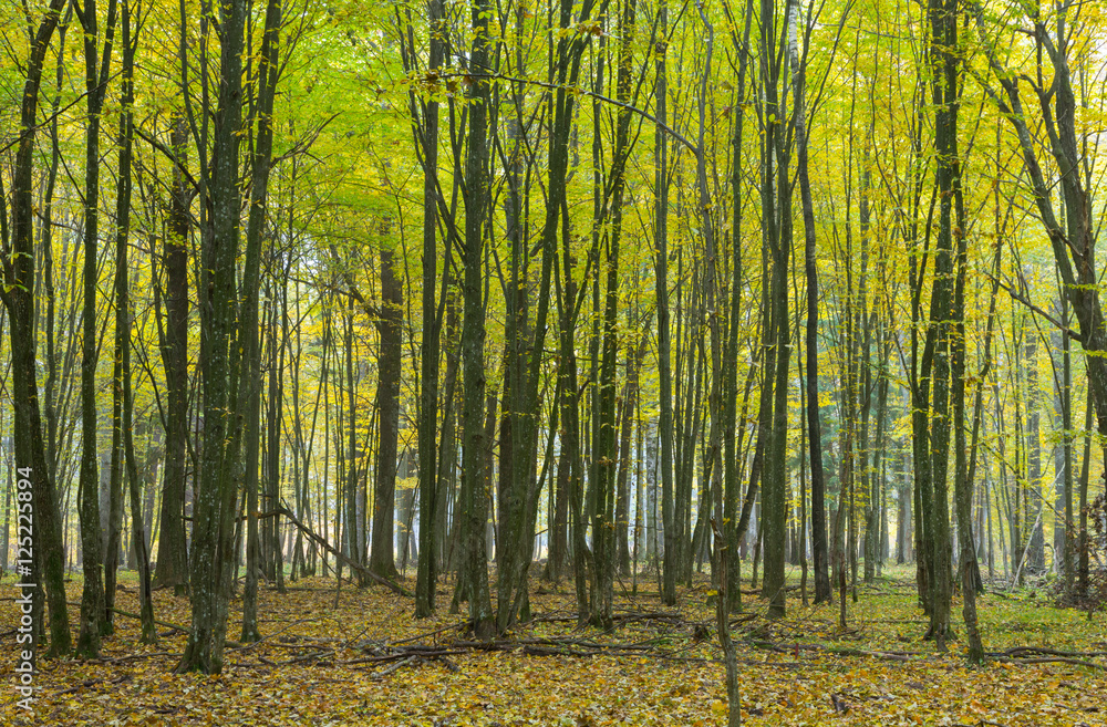 Fototapeta premium Hornbeam trees in fall
