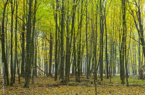 Hornbeam trees in fall