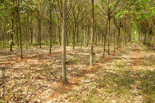 Rows of rubber trees photo