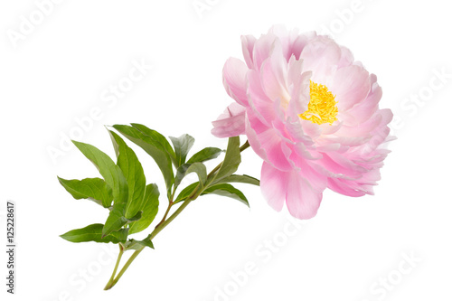 Pink peony flower with yellow stamens stem and leaves isolated on white background.