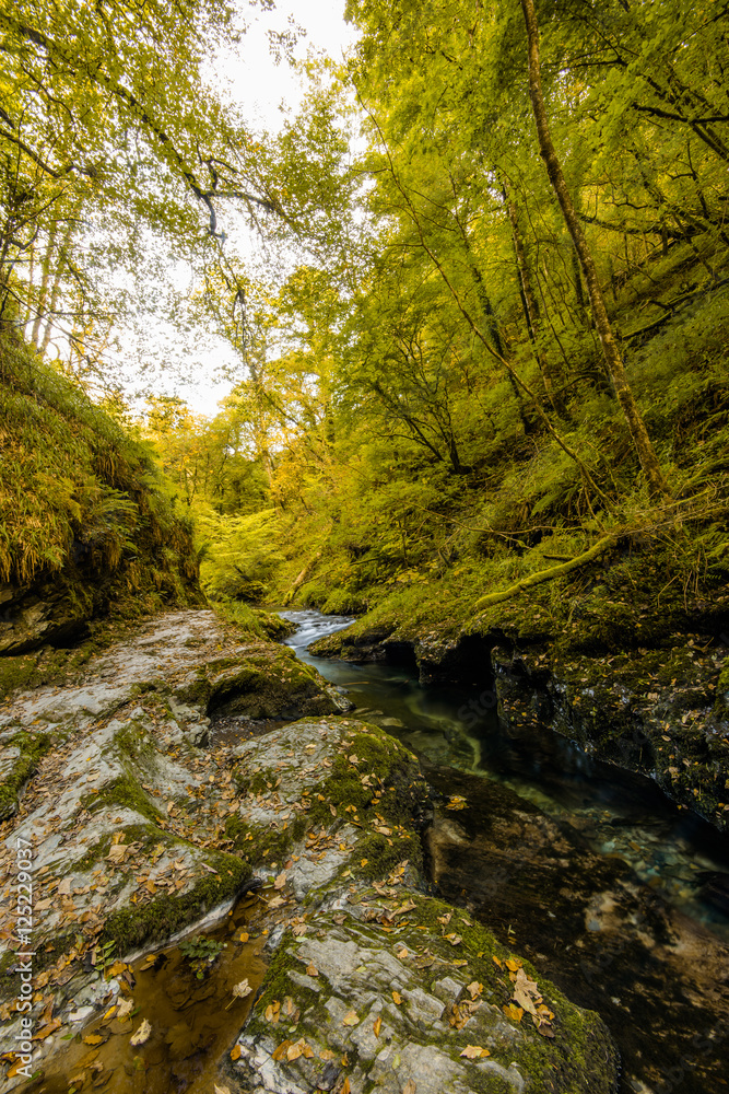 Autumn walk in forest over wild river