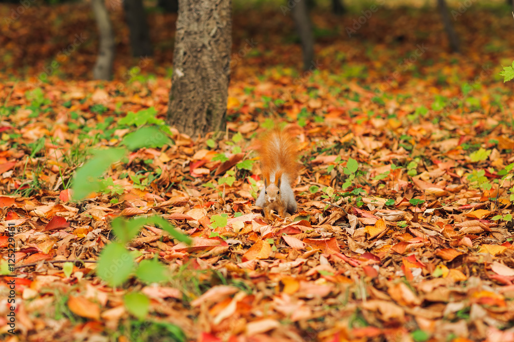 small curious squirrel on a fall autumn leaves