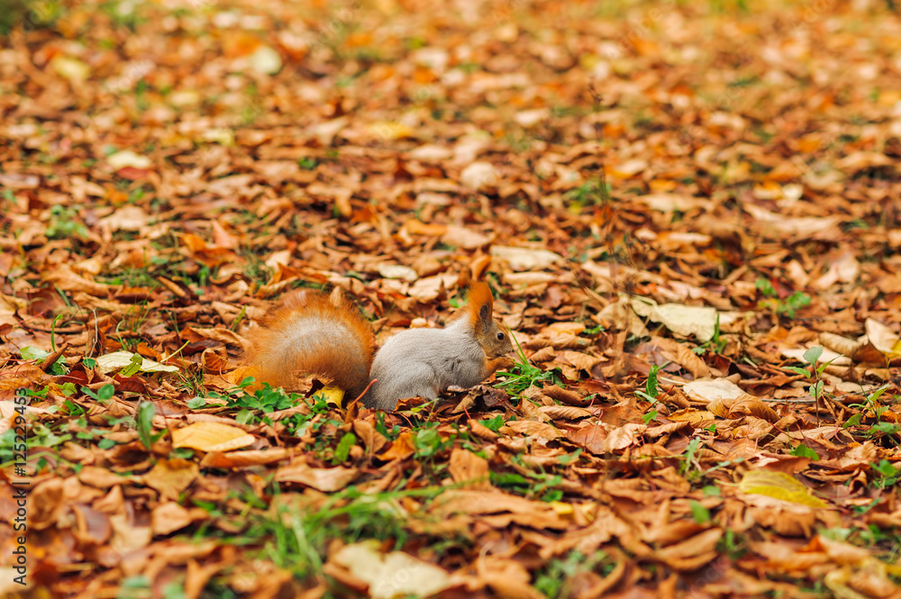 small curious squirrel on a fall autumn leaves small curious squirrel on a fall autumn leaves