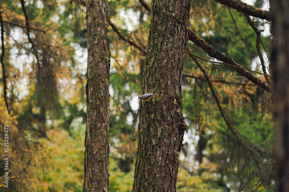 small nuthatch on a pine tree