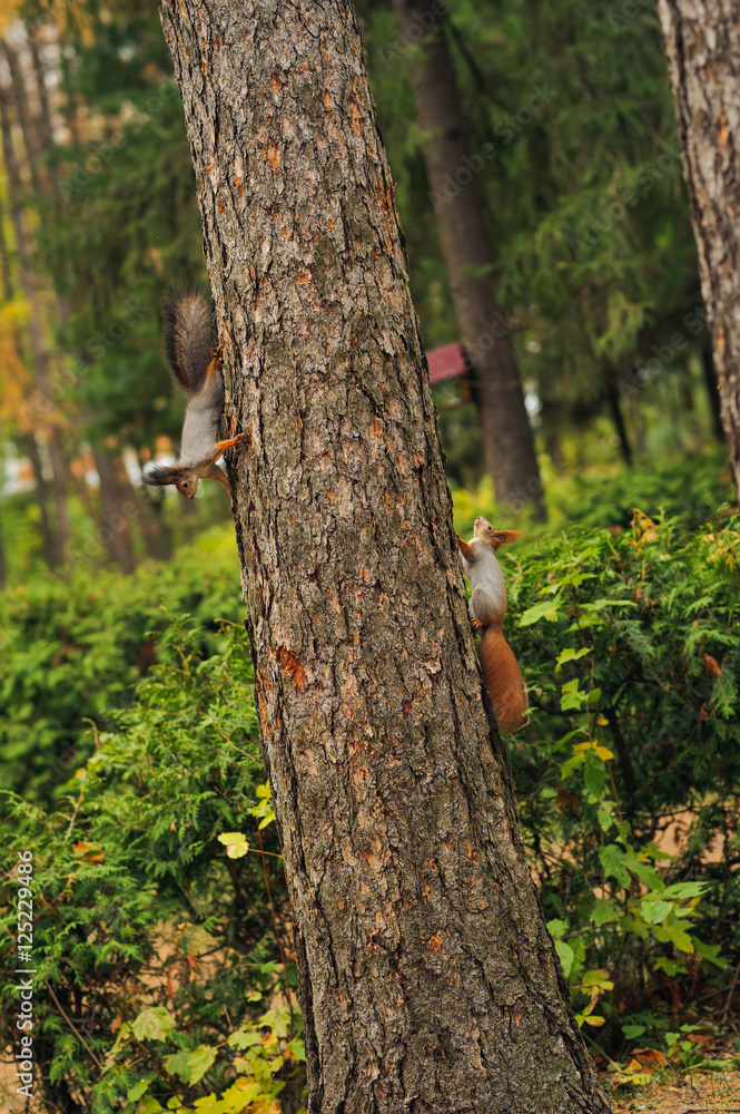Obraz premium two small curious squirrel on a tree trunk