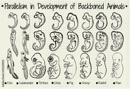 diagram of the parallel development of the backboned