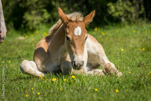 Young cute foal outdoor resting in the grass