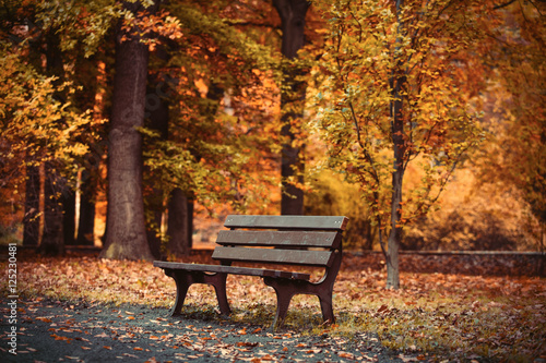 Old bench in the park