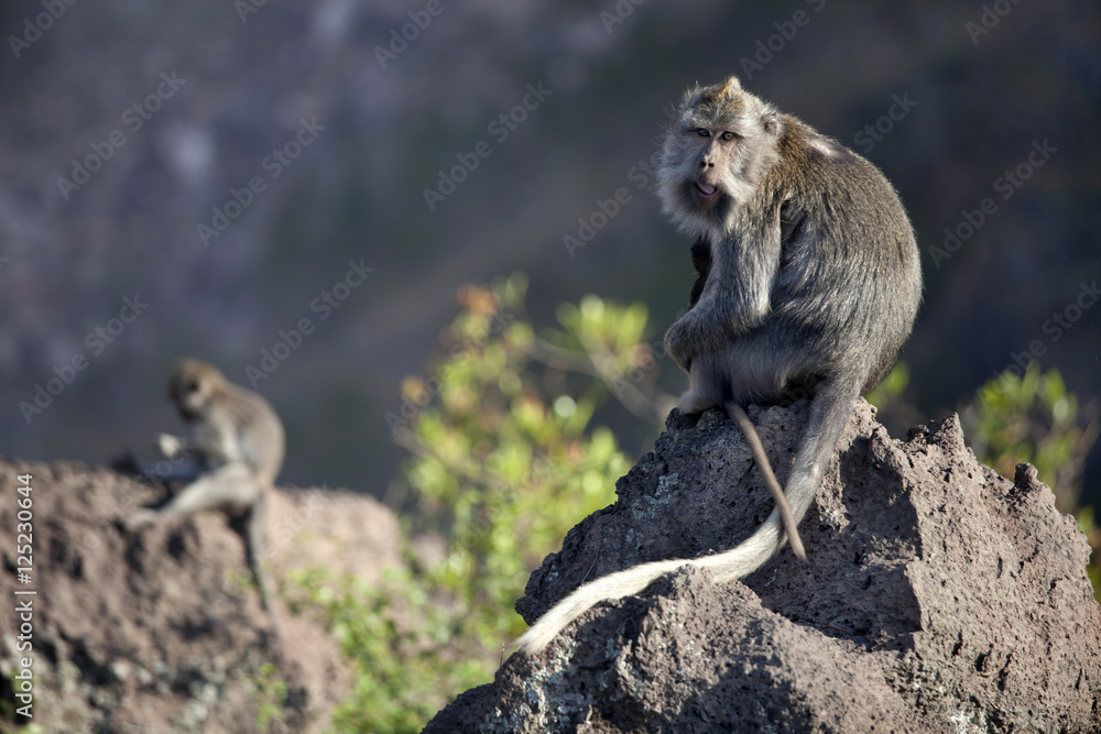 Wild monkey at the top of mountain Batur in Bali island