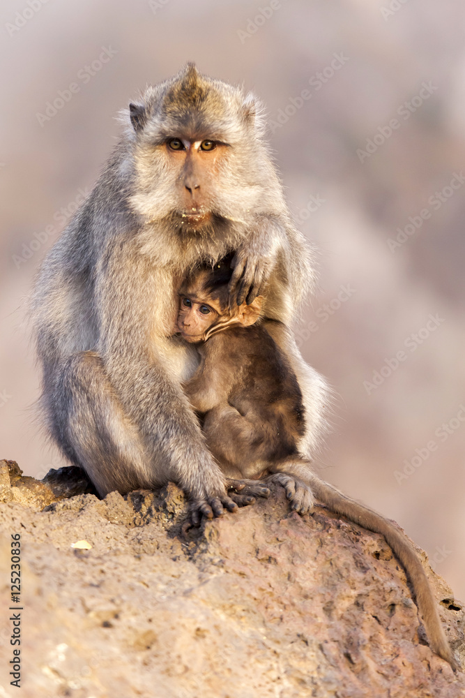 Mother monkey feeding the baby at the top of mountain Batur in Bali island Mother monkey feeding the baby at the top of mountain Batur in Bali island