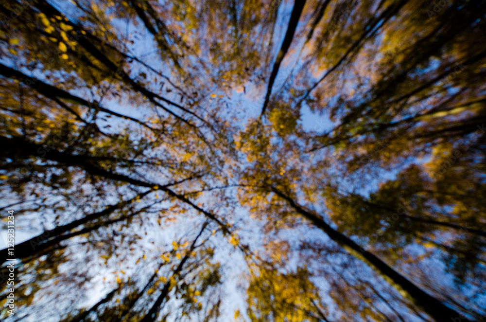 Obraz premium Blurry forest