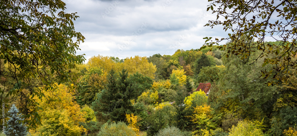 Fototapeta premium Autumn color forest.