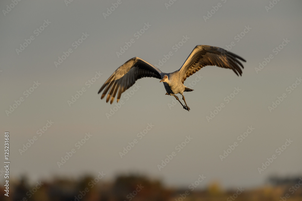 Obraz premium Sandhill Crane in Flight