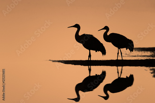 Pair of Sandhill Cranes Standing on Water with Reflections during Sunrise