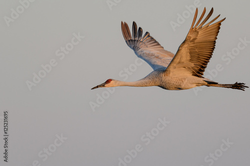 Sandhill Cranes in Flight