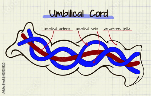 diagram of the structure of human cord umbilikalis