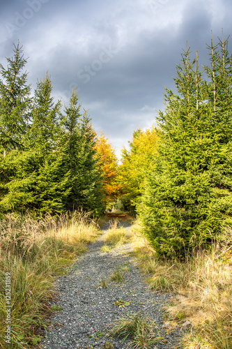 Autumn road into the forest.