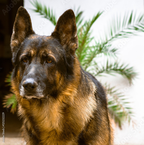 Schäferhund